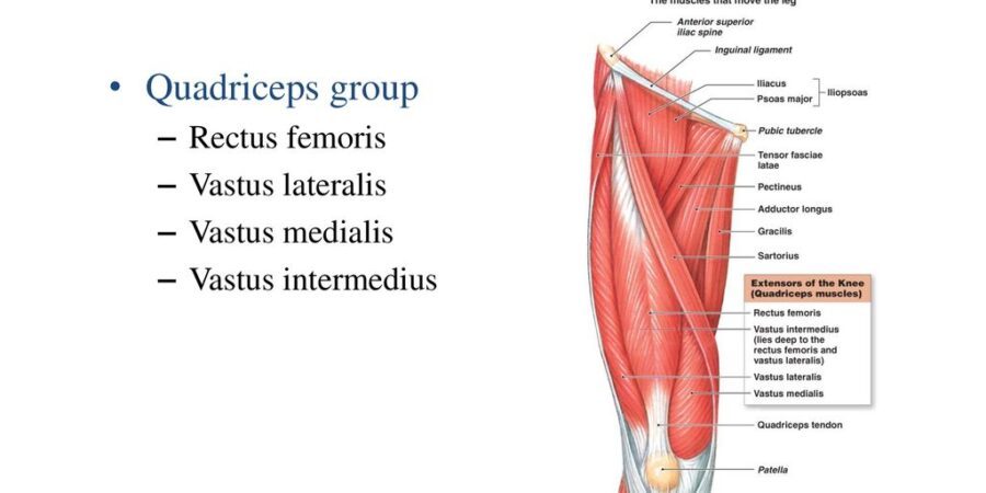 Vastus medialis of the quadriceps - Muscle Profiles - Steroids Live